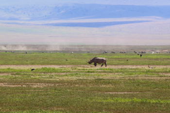 rhino that everyone keeps away from