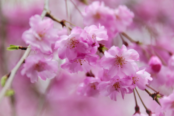 sakura flowers