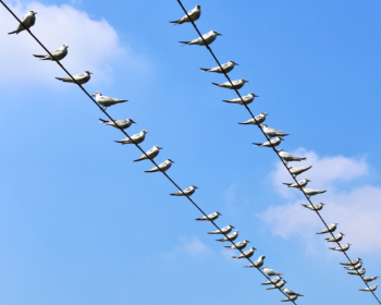 seagulls on wires