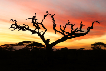 skeleton of a tree before dawn