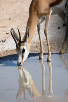 springbok at the watering hole
