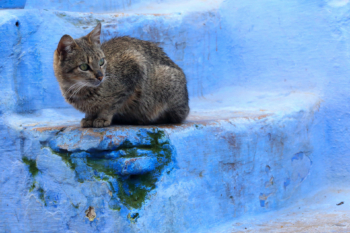 street cat in the blue city Chefchaouen, Morocco