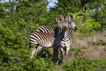 three-headed zebra