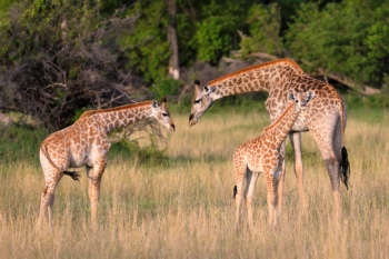 three sizes of giraffes