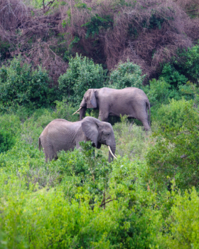 two adult elephants