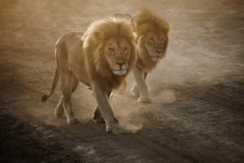 two lions on a dusty trail