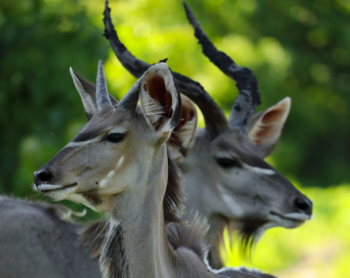 two young kudu