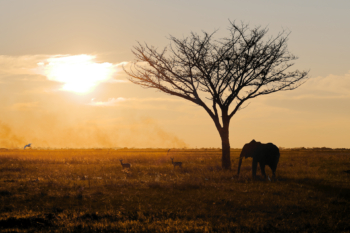 watching from afar over the burning savannah