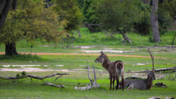 waterbuck couple