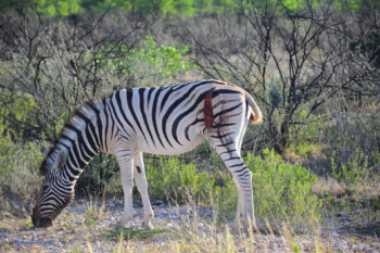 wounded zebra