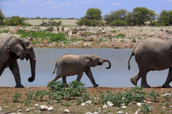 young elephant at a watering hole