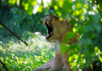 young lion in the thicket