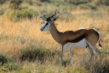 young springbok with a wreath on his head