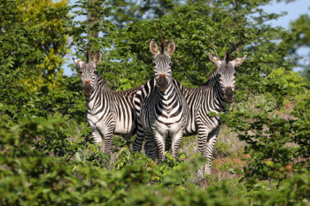 zebra triplicity
