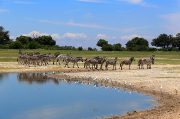 zebras at the watering hole