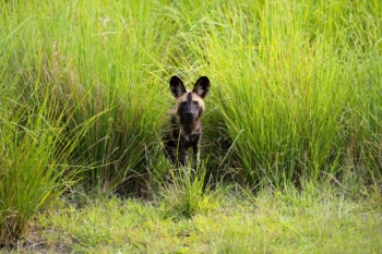 African wild dog