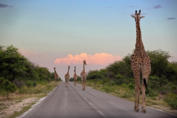 giraffe highway 
