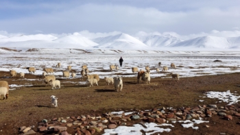 nomad trail in Tibet 